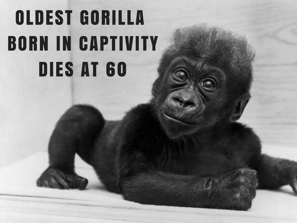 most established gorilla conceived in imprisonment bites the dust at 60 n.