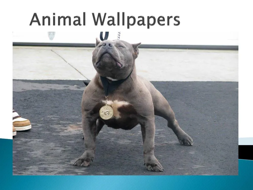 animal wallpapers n.
