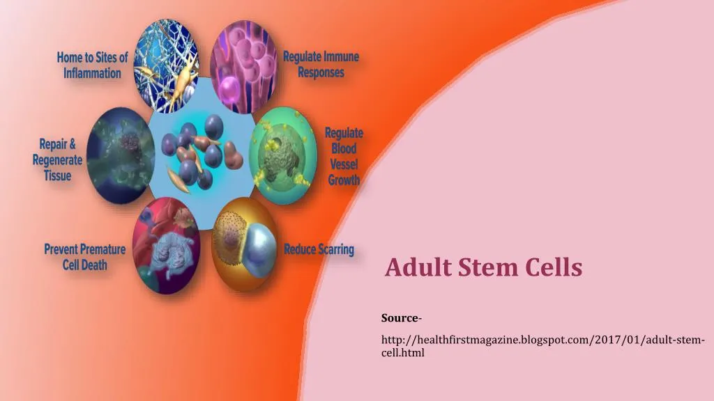 ppt-adult-stem-cells-powerpoint-presentation-free-download-id-7493911