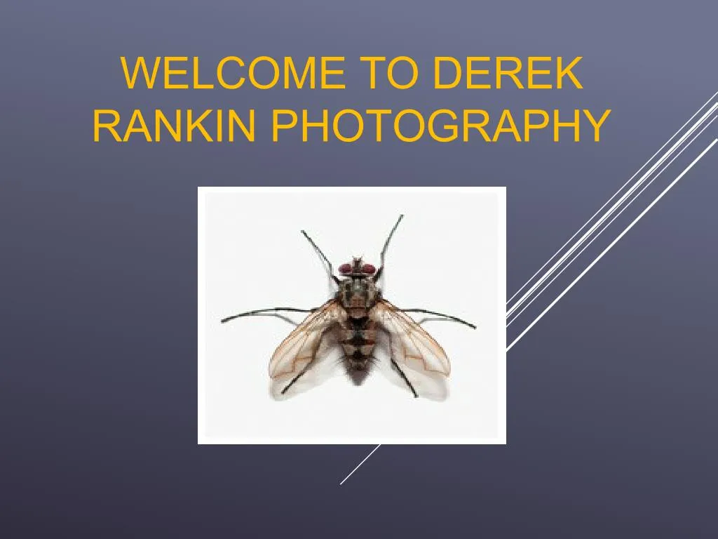 welcome to derek rankin photography n.