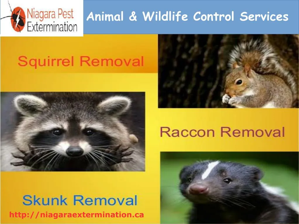 PPT Animal & Wildlife Control Services In St.Catharines,Welland