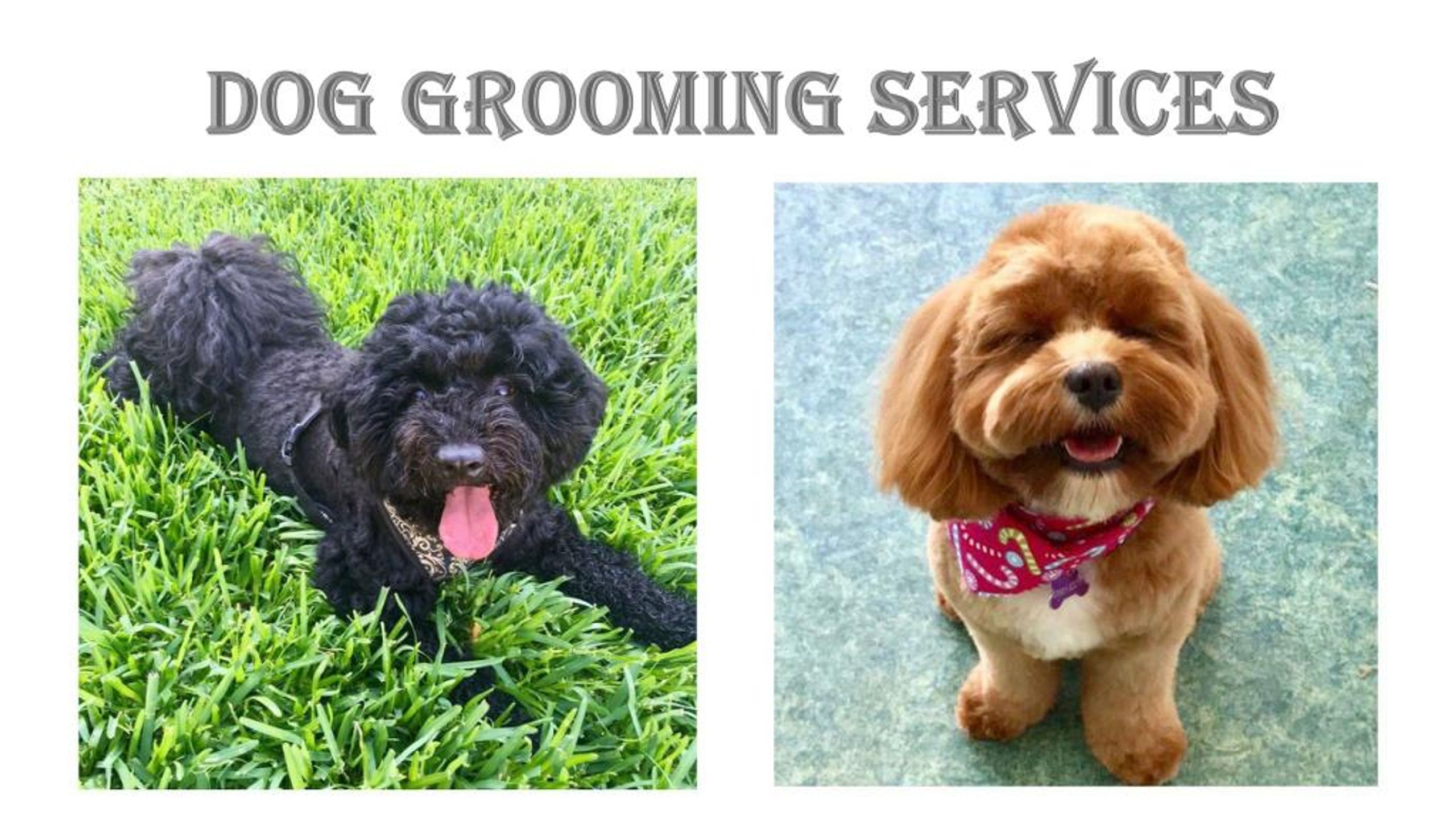 dog cleaning services