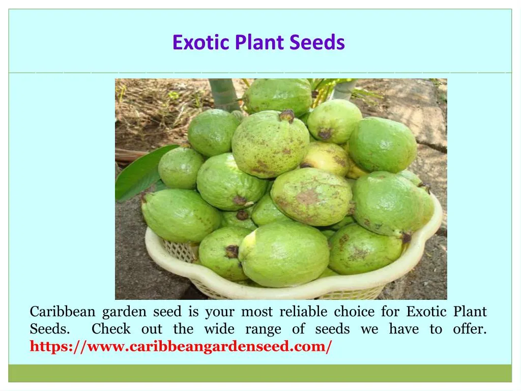 PPT Flowers Seeds Online PowerPoint Presentation, free download ID
