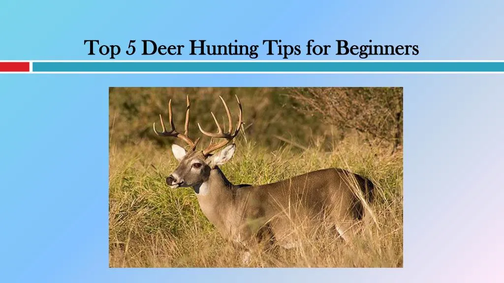 PPT - Top 5 Deer Hunting Tips for Beginners PowerPoint Presentation ...