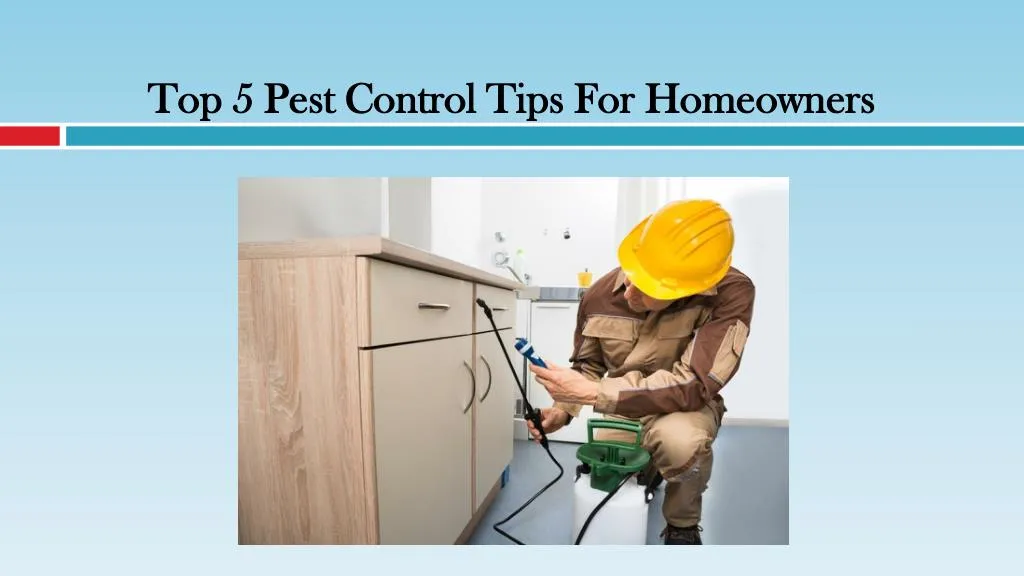 top 5 pest control tips for homeowners n.