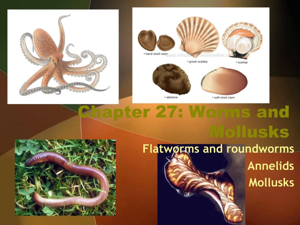 Ppt Chapter 27 Worms And Mollusks Powerpoint Presentation Free 
