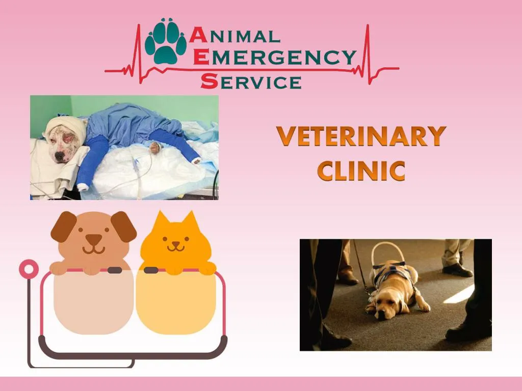 after hours vet