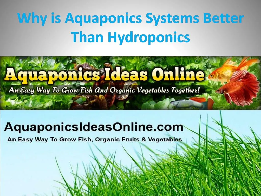 aquaponic system ppt - aquaponic