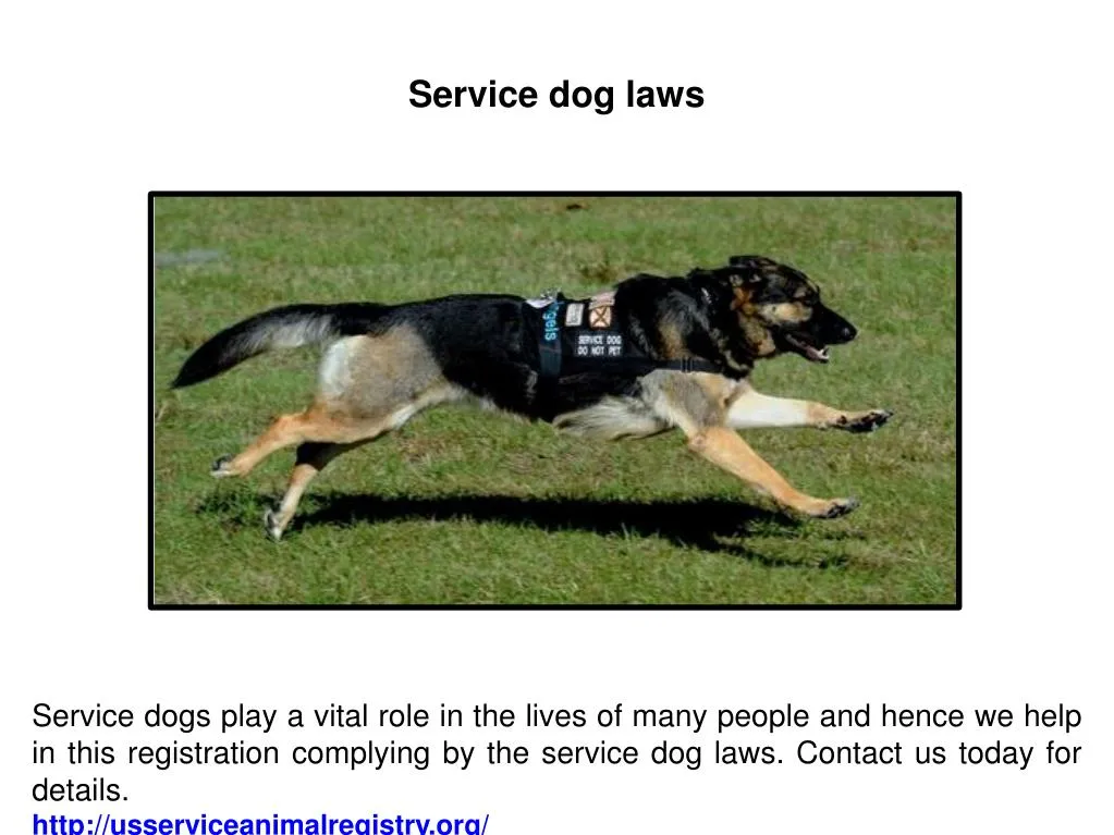 PPT Service dog laws PowerPoint Presentation, free download ID7574700