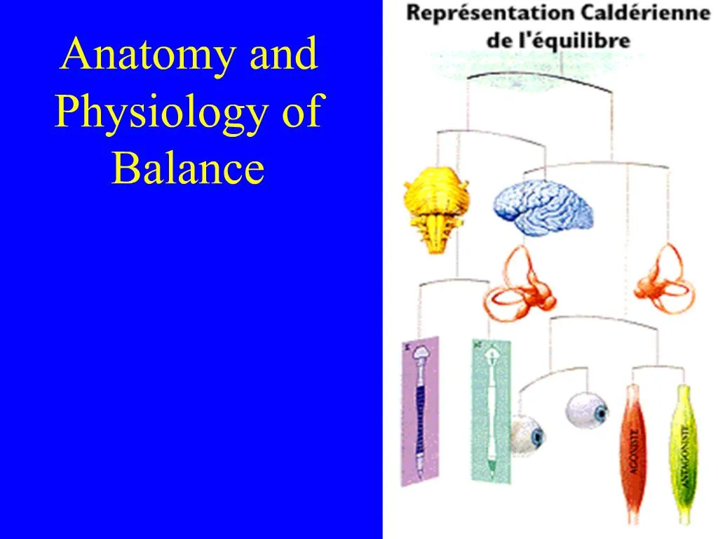 PPT - Anatomy And Physiology Of Balance PowerPoint Presentation, Free ...