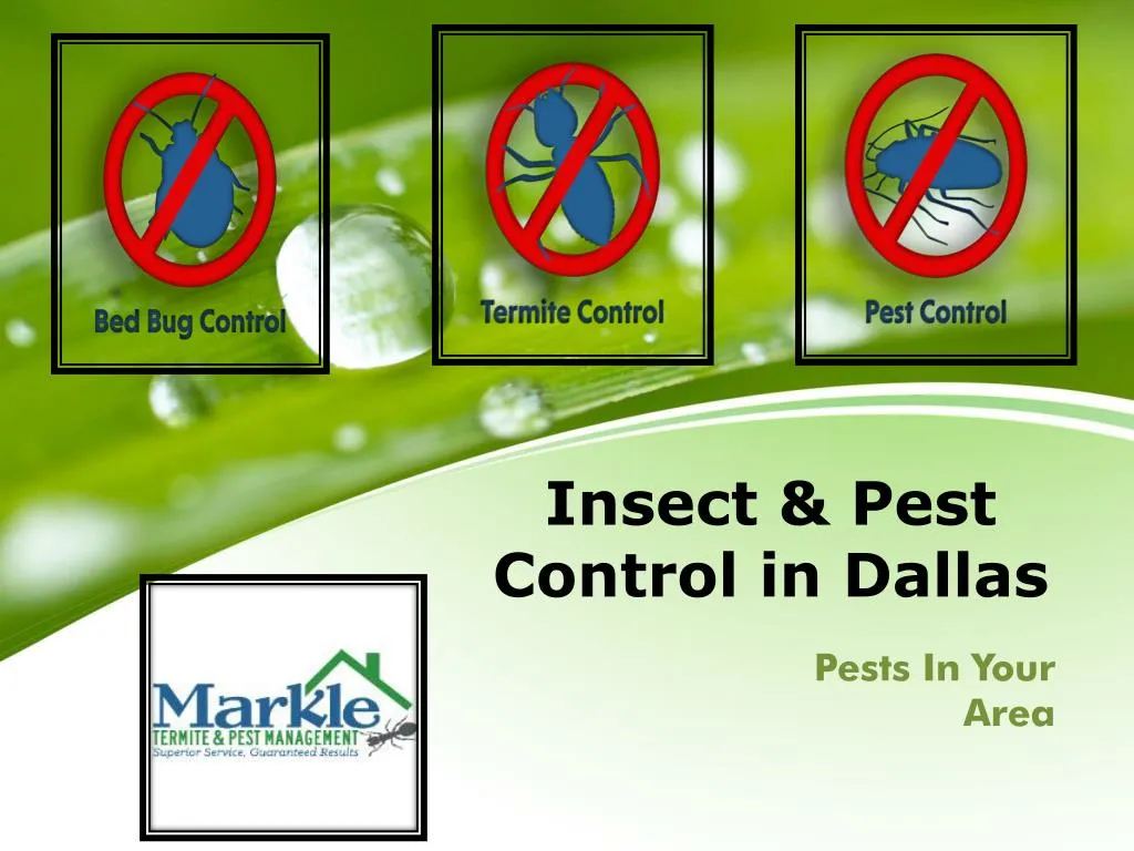 PPT Insect & Pest Control in Dallas PowerPoint Presentation, free