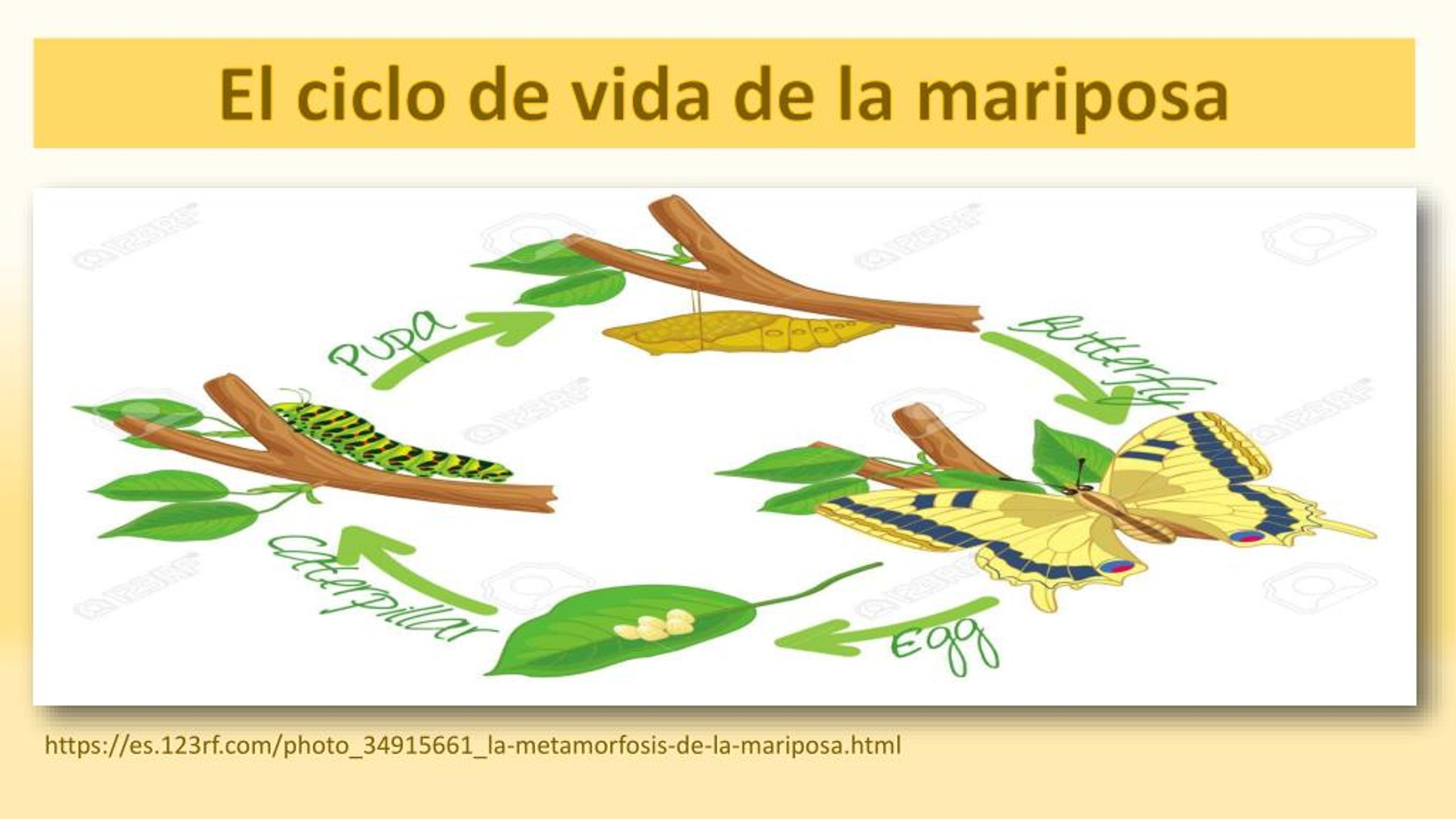 Ppt Mariposas Powerpoint Presentation Free Download Id 7581534