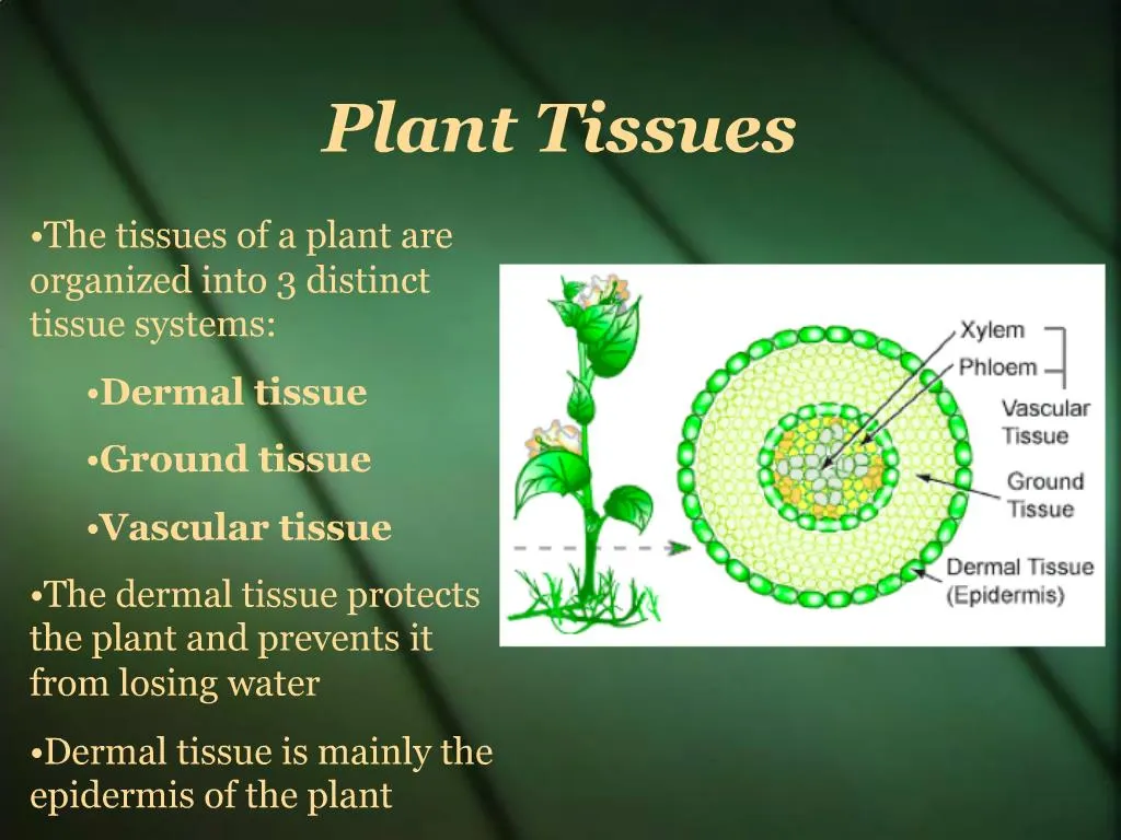 plant dermal tissue