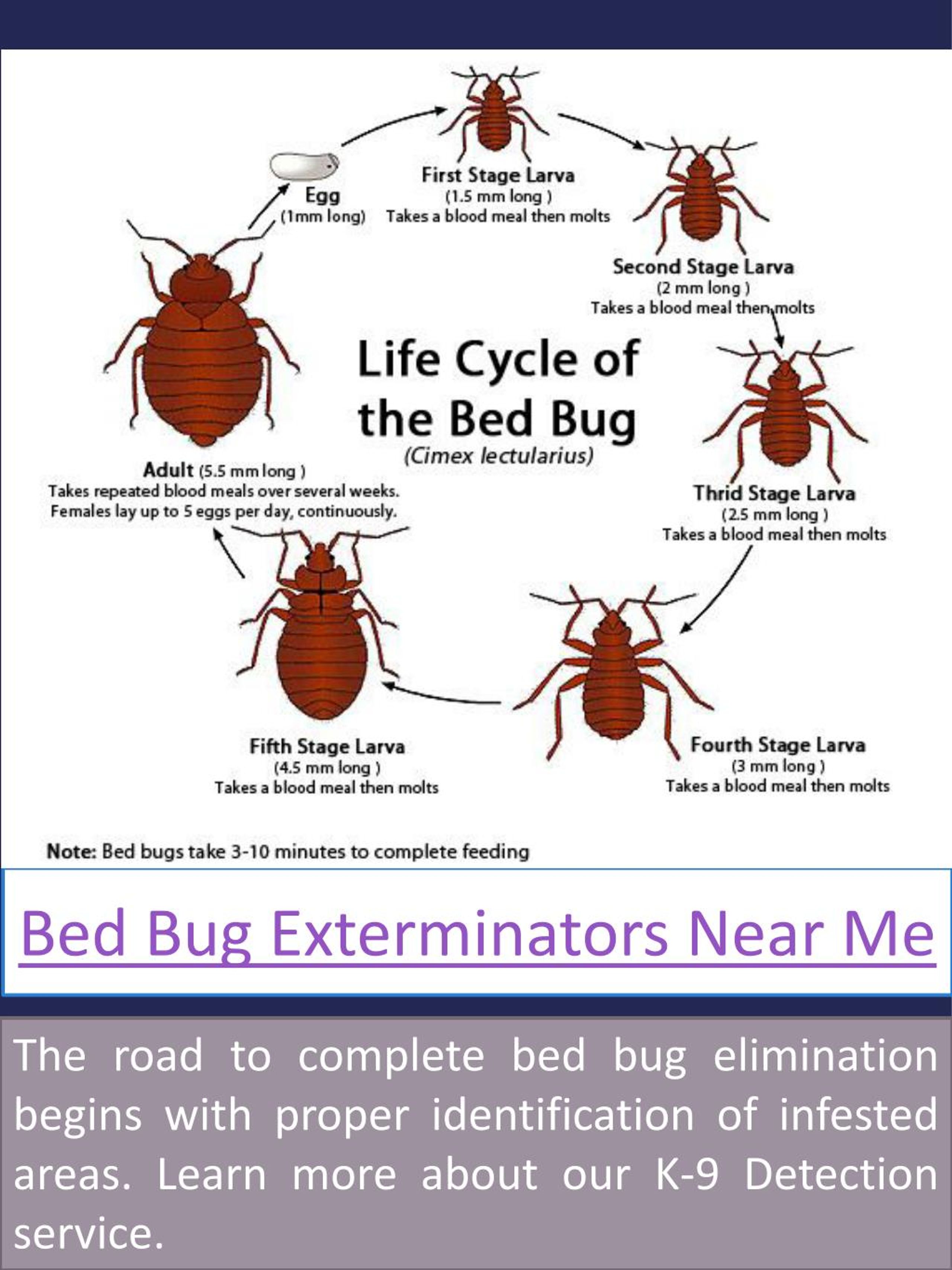 PPT - bed bug exterminators near me PowerPoint ...