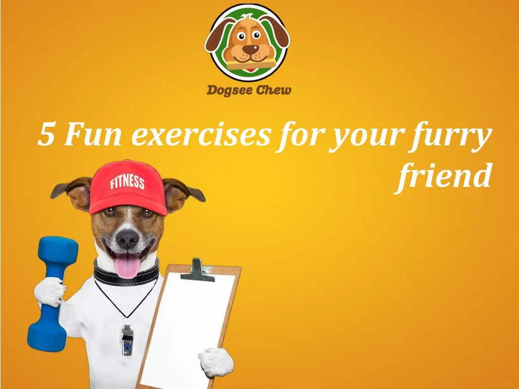 5 fun exercises for your furry friend n.