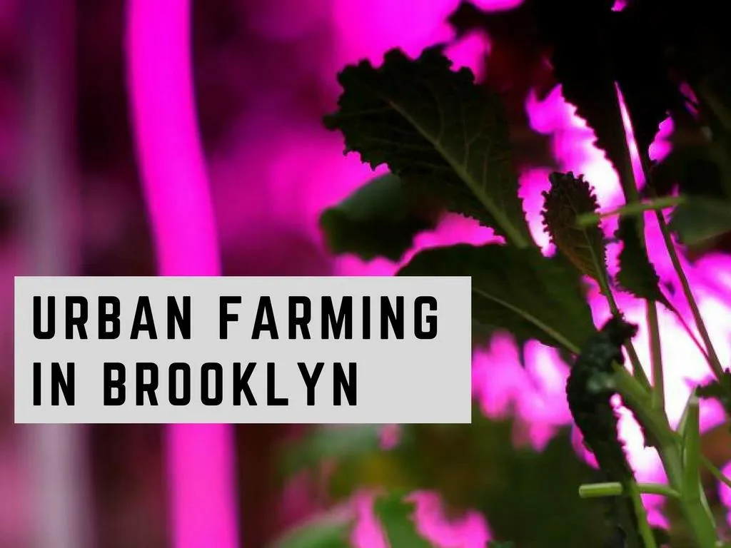 urban farming in brooklyn n.