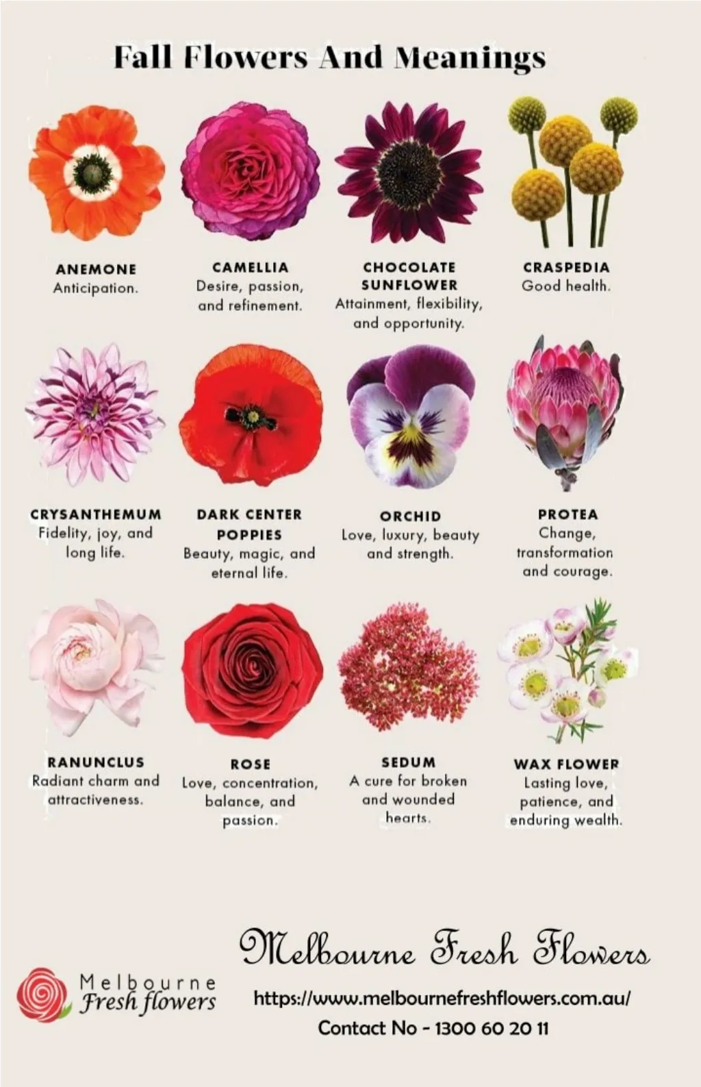 Flowers And Their Meanings With Pictures | Best Flower Site