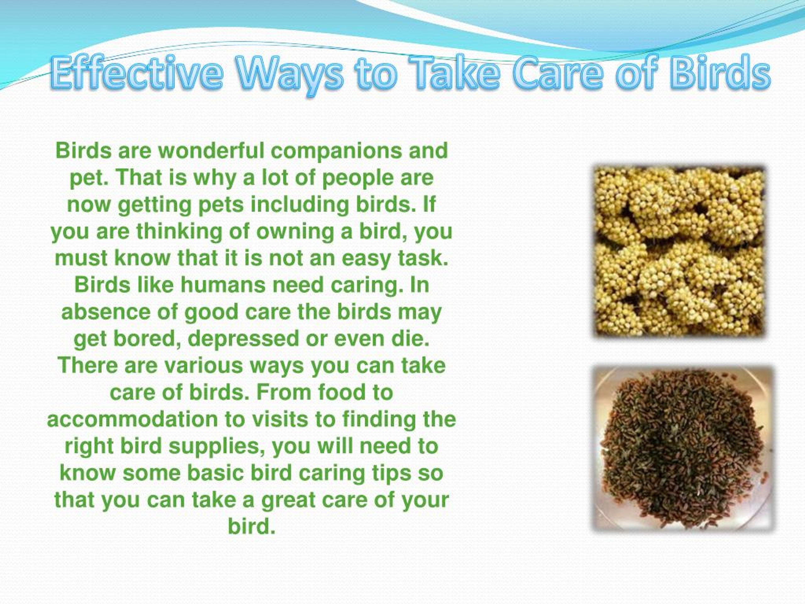 PPT Effective Ways to Take Care of Birds PowerPoint Presentation