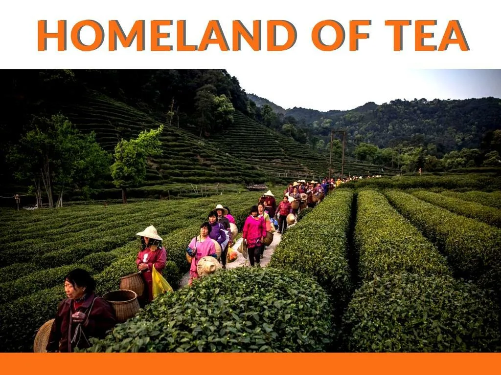 homeland of tea n.