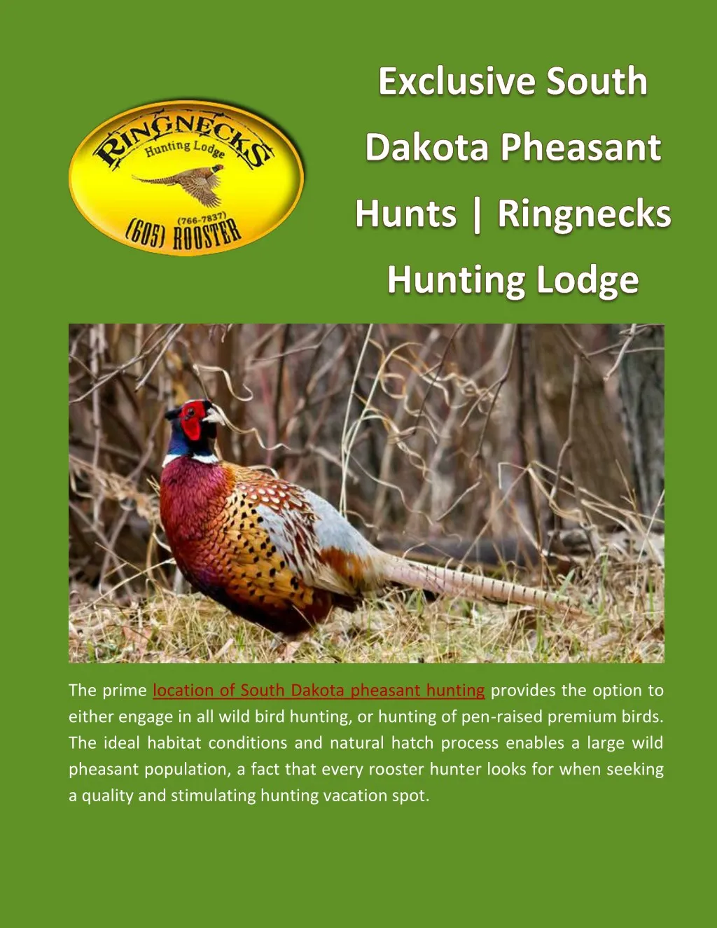 PPT - Exclusive South Dakota Pheasant Hunts | Ringnecks Hunting Lodge