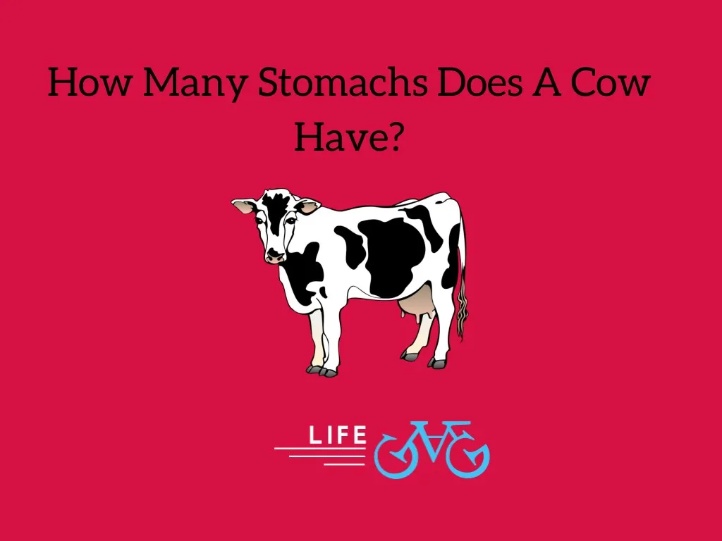 PPT How Many Stomachs Does A Cow Have PowerPoint Presentation Free   How Many Stomachs Does A Cow Have N 