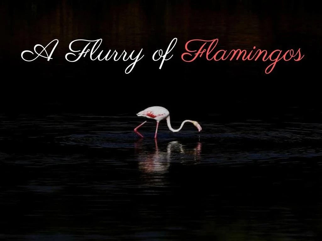 a flurry of flamingos n.