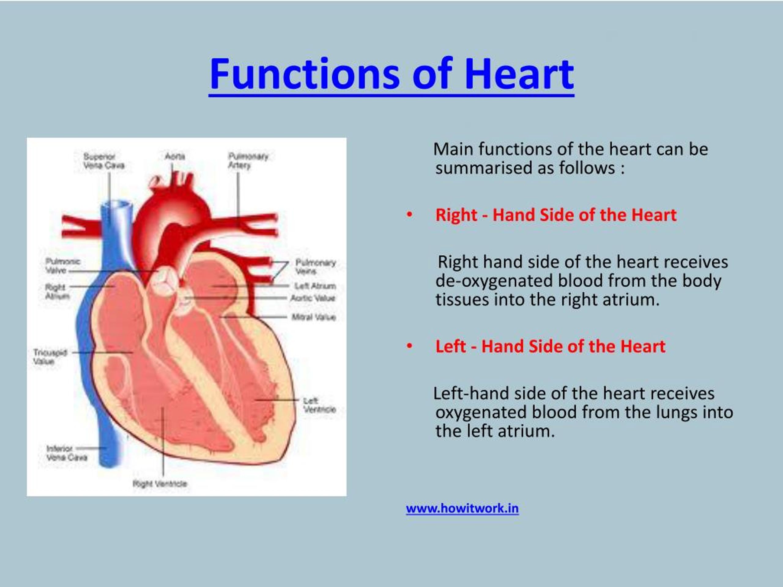 assignment about heart