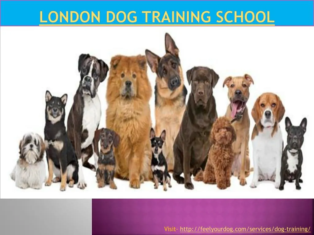 london dog training school n.
