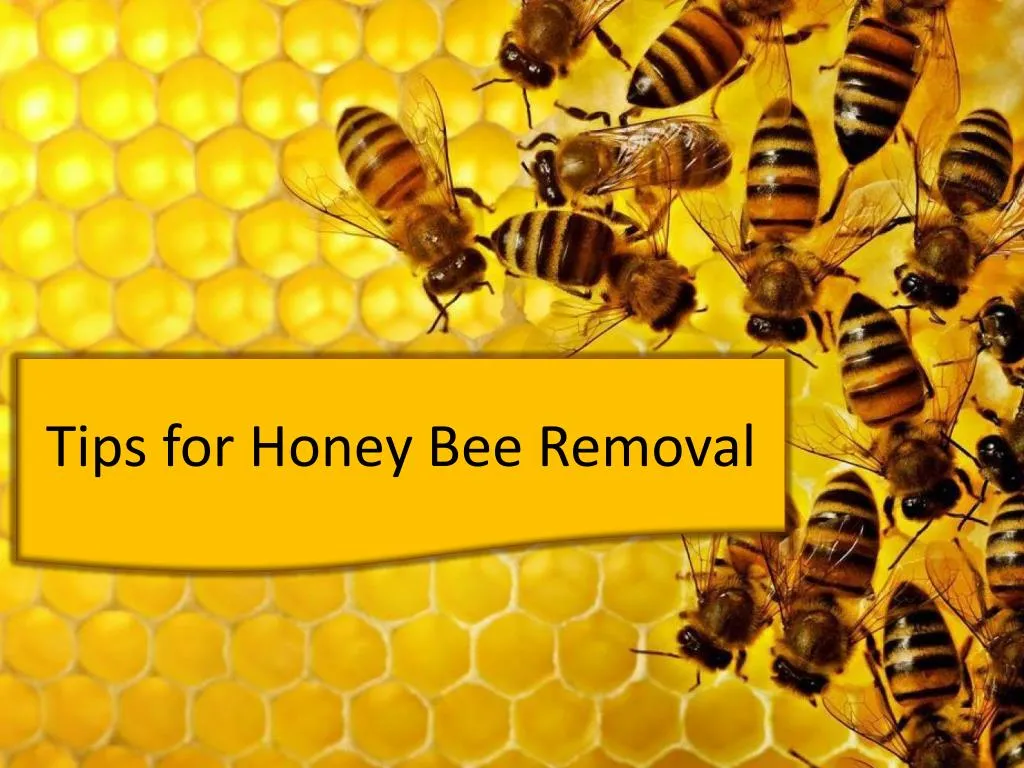 PPT Tips for Honey Bee Removal PowerPoint Presentation