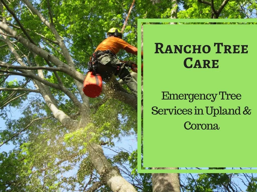 PPT Famous Tree care Service in Upland & Corona PowerPoint