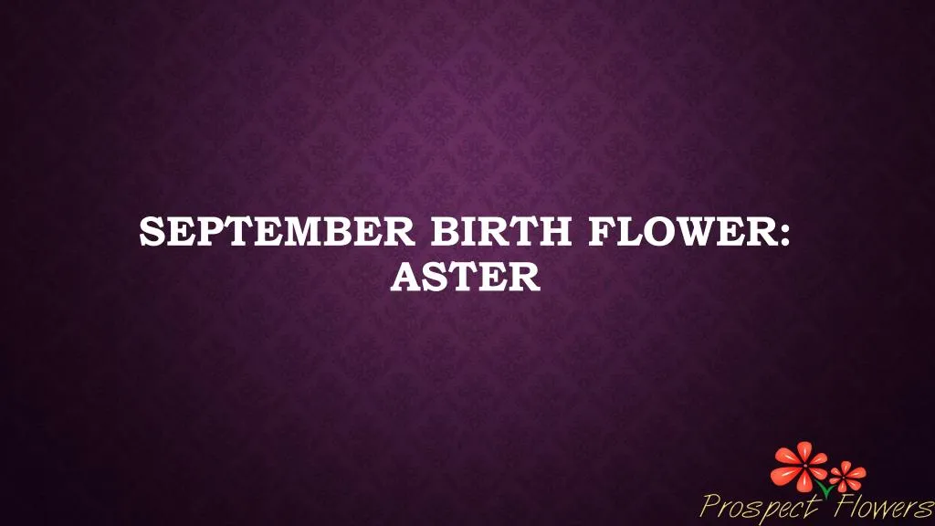 september birth flower aster n.