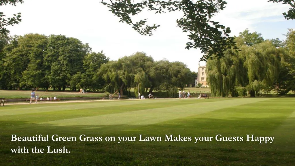 beautiful green grass on your lawn makes your n.