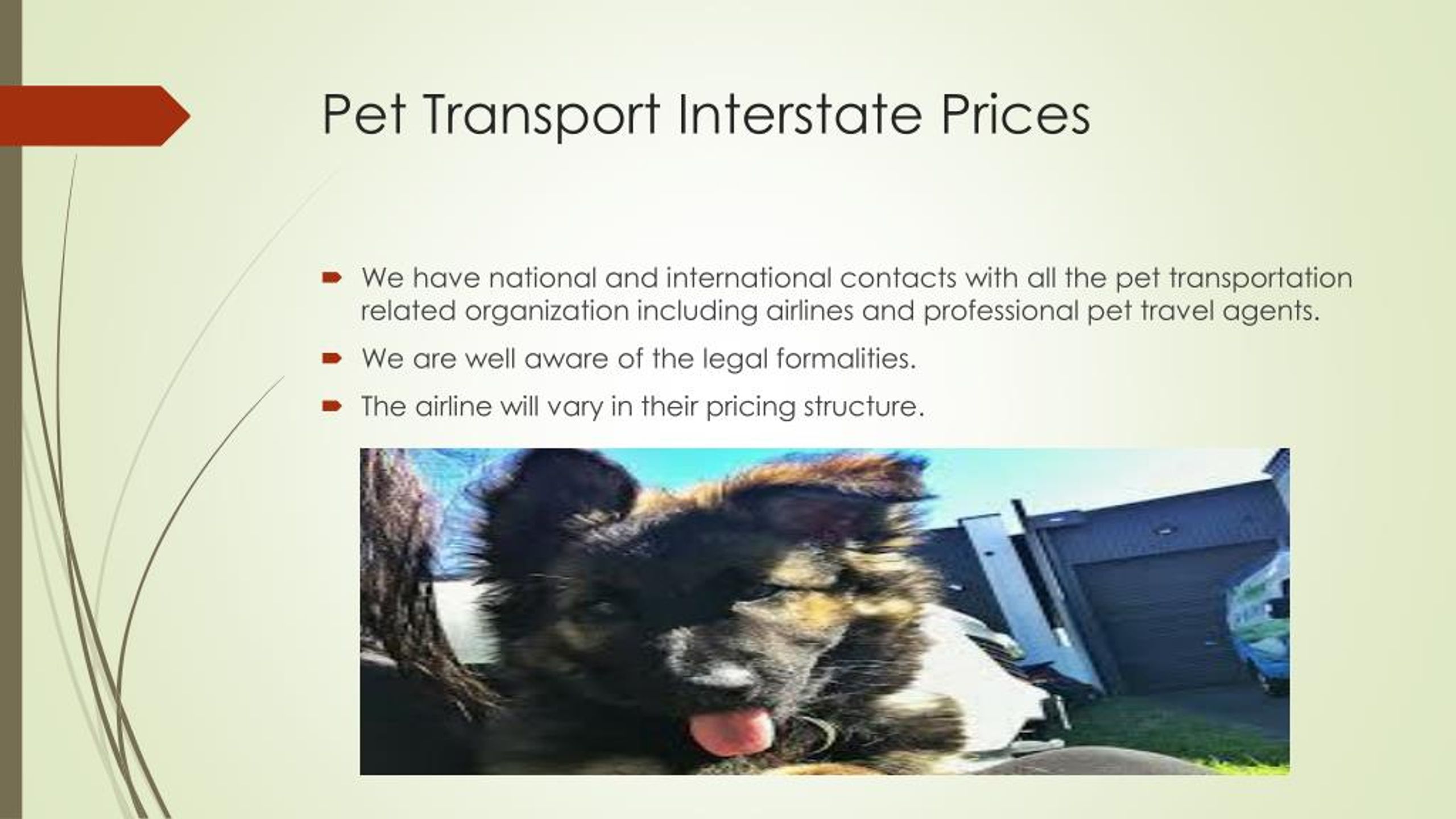 pet transport prices