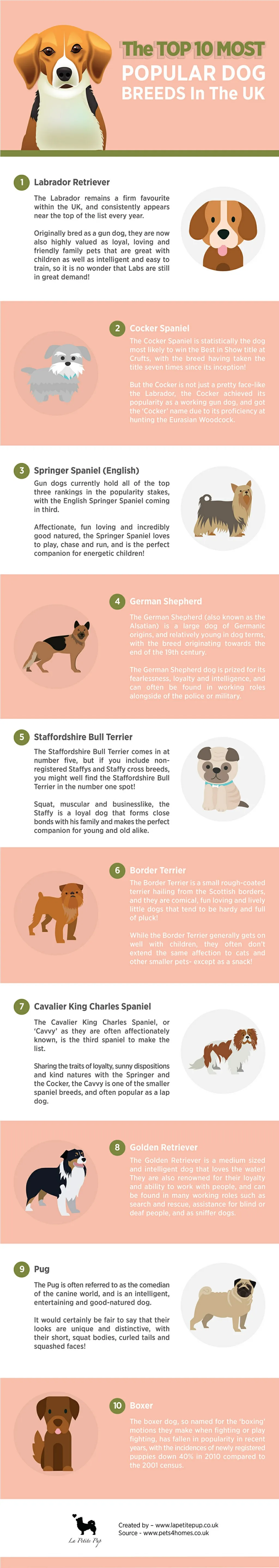 PPT The Top 10 Most Popular Dog Breeds in the UK PowerPoint