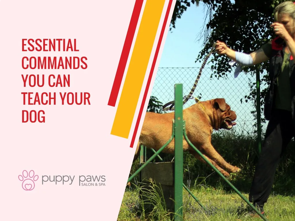 PPT - Essential Commands You Can Teach Your Dog PowerPoint Presentation ...