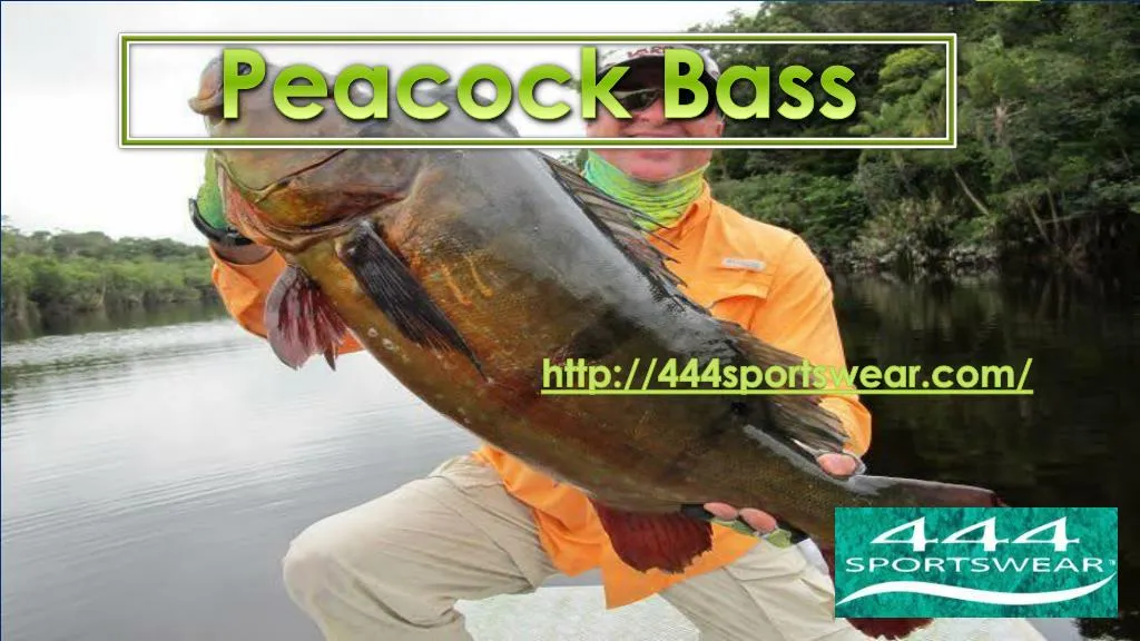 peacock bass n.