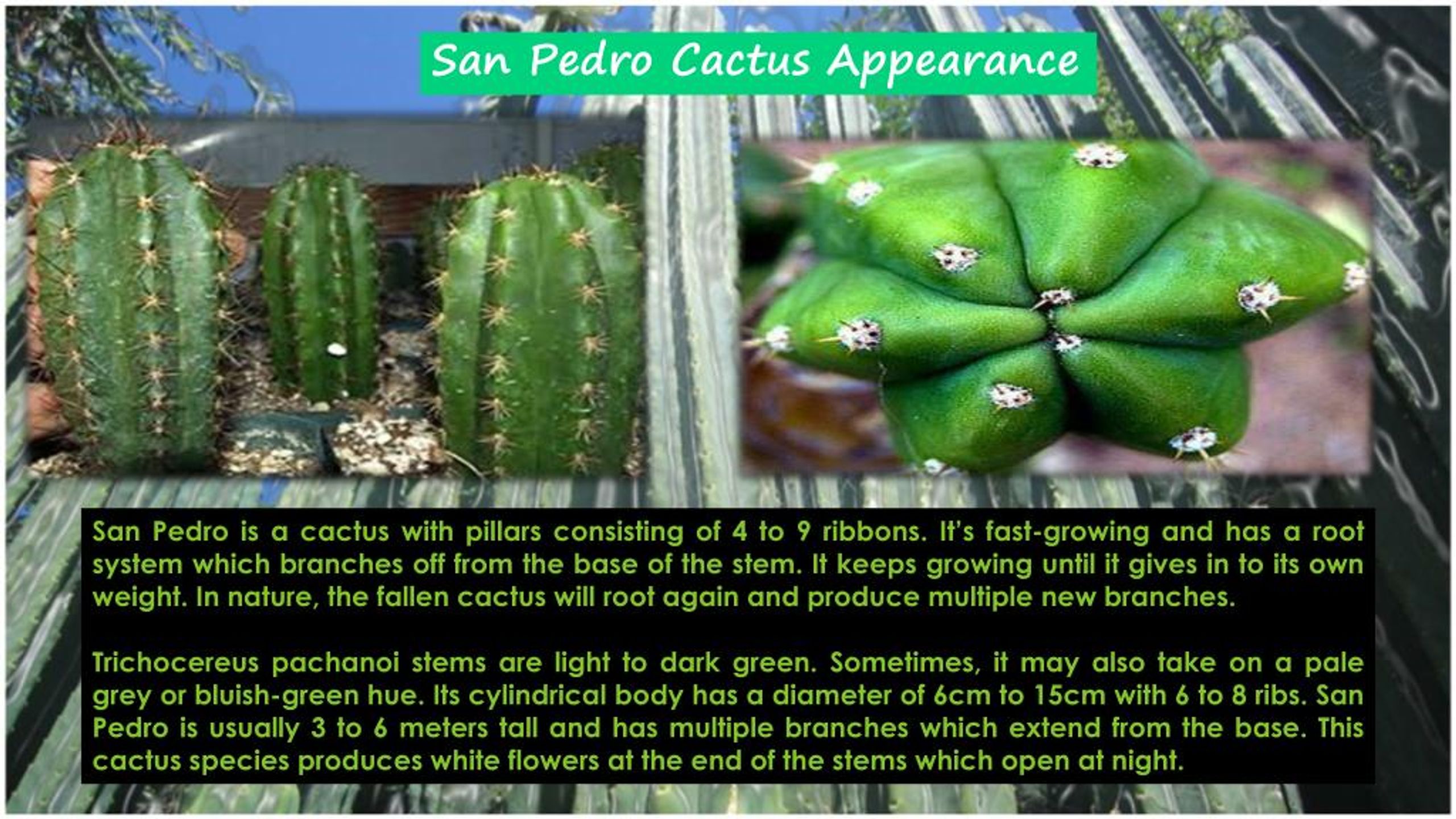 Ppt Trichocereus Pachanoi All About The San Pedro Cactus Powerpoint Presentation Id 7733128