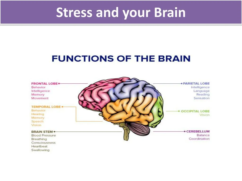 ppt-stress-and-your-brain-powerpoint-presentation-free-download-id