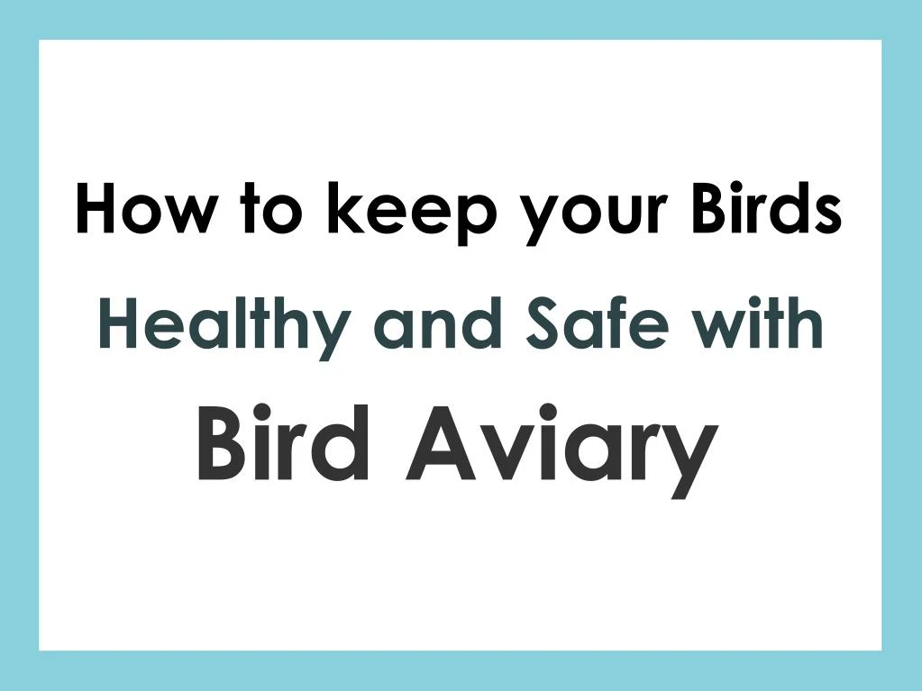 Curated visual reference: Gallery Detail: Ppt How To Keep Your Birds Healthy And Safe With