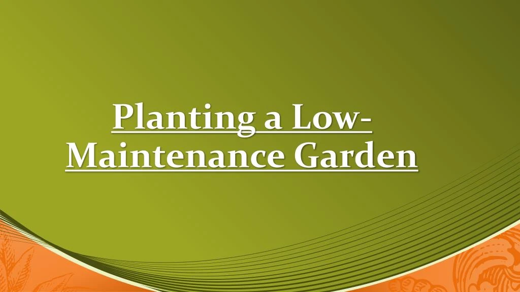 planting a low maintenance garden n.