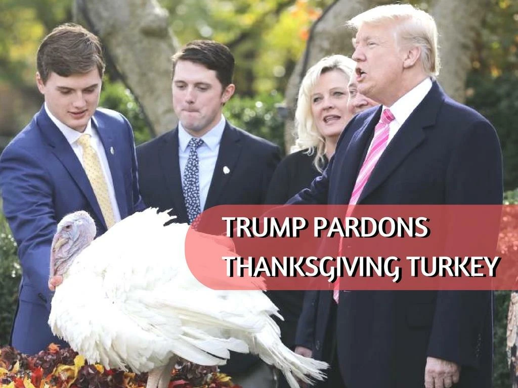 trump pardons thanksgiving turkey n.
