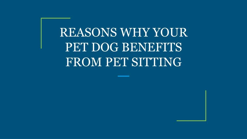 reasons why your pet dog benefits from pet sitting n.