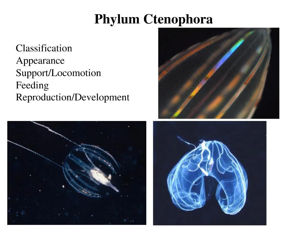 ppt-phylum-ctenophora-powerpoint-presentation-free-download-id-775860