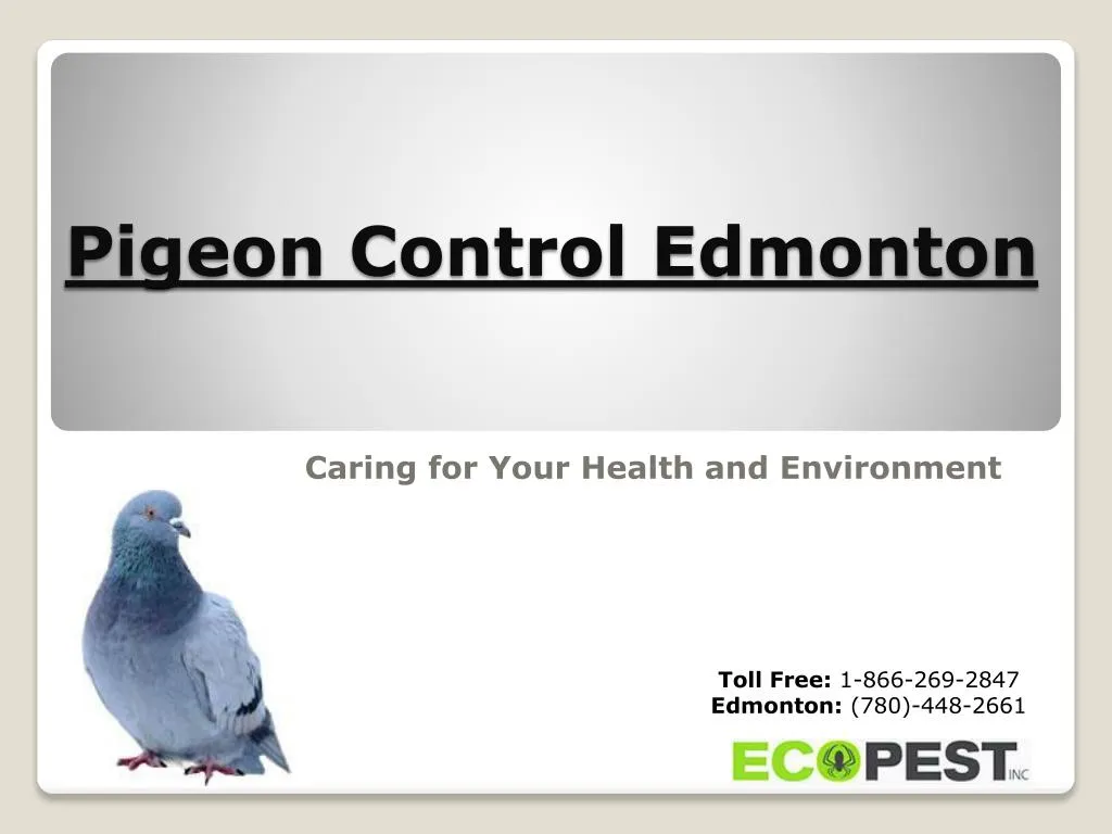 PPT Pigeon Control Edmonton Stay Protected with Professionals