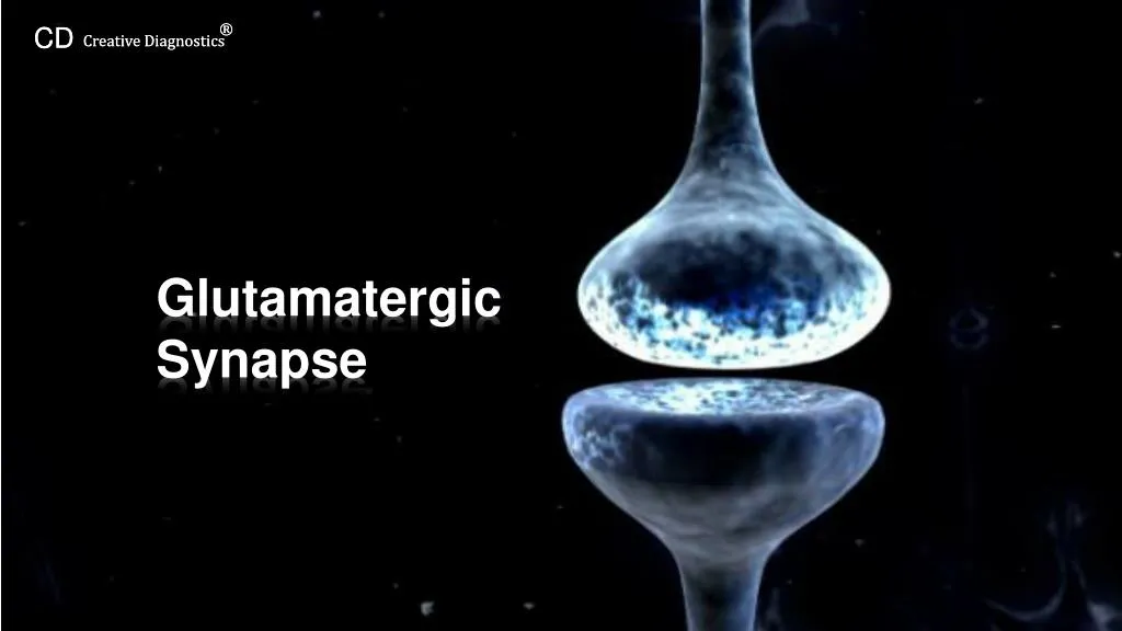Ppt Glutamatergic Synapse Pathway Powerpoint Presentation Free Download Id