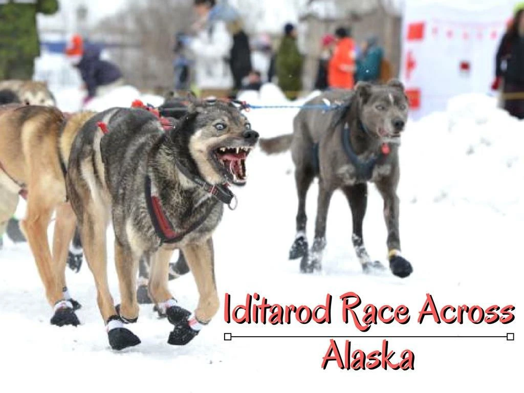 iditarod race across alaska n.