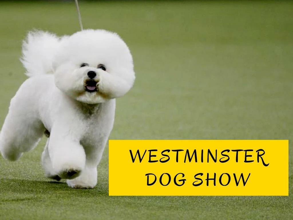 westminster dog show n.