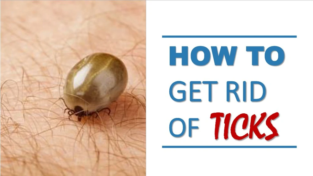 Ppt - How To Get Rid Of Ticks Powerpoint Presentation, Free Download 