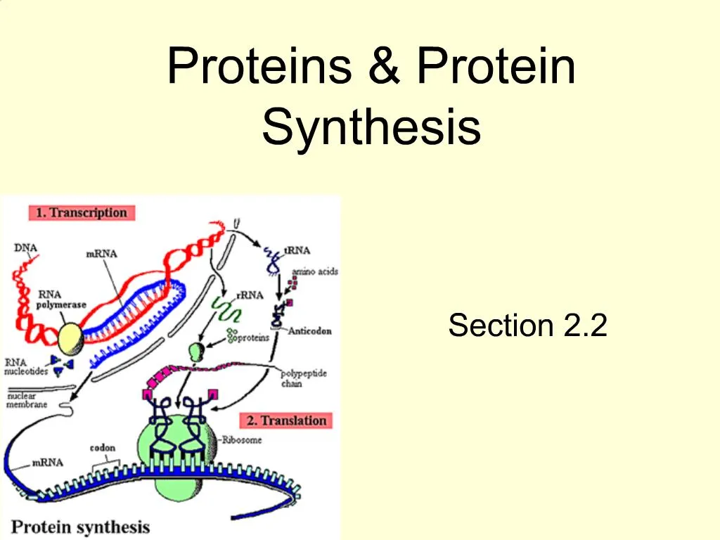 Ppt Proteins Protein Synthesis Powerpoint Presentation Free Download Id 781776