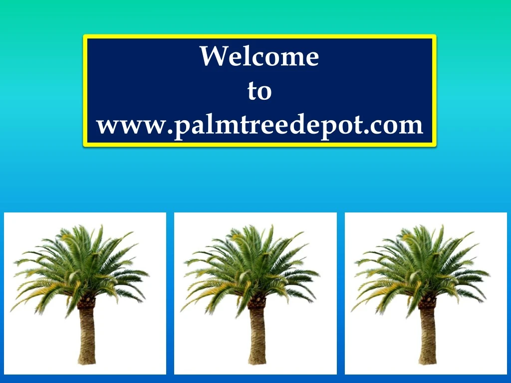 PPT Sabal Palm Trees for Sale South Carolina PowerPoint Presentation